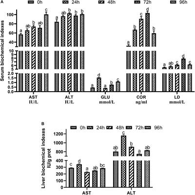 Ammonia Toxicity Induces Oxidative Stress, Inflammatory Response and Apoptosis in Hybrid Grouper (♀ Epinephelus fuscoguttatus × ♂ E. lanceolatu)